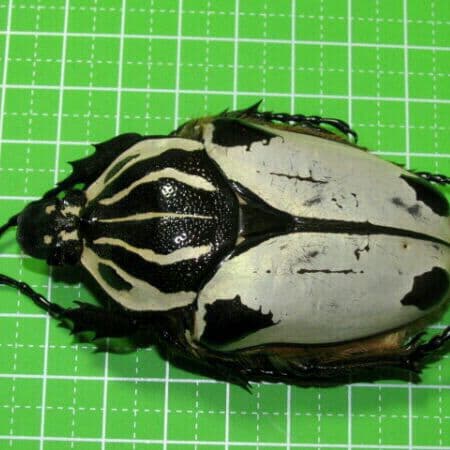 カメルーン産 クワドリマキュラトス ゴライアス70mm