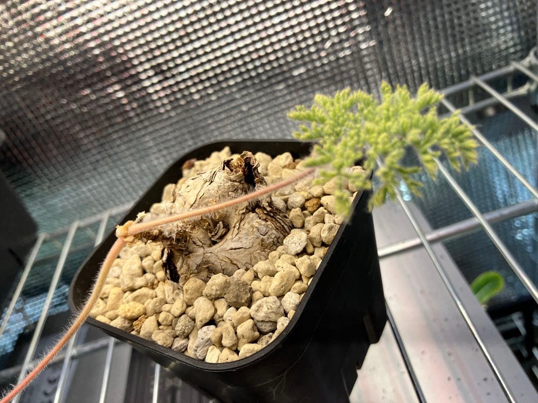 ペラルゴニウム　トリステ