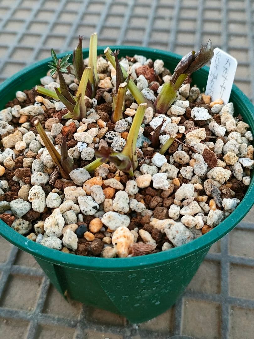 クリスマスローズ　苗