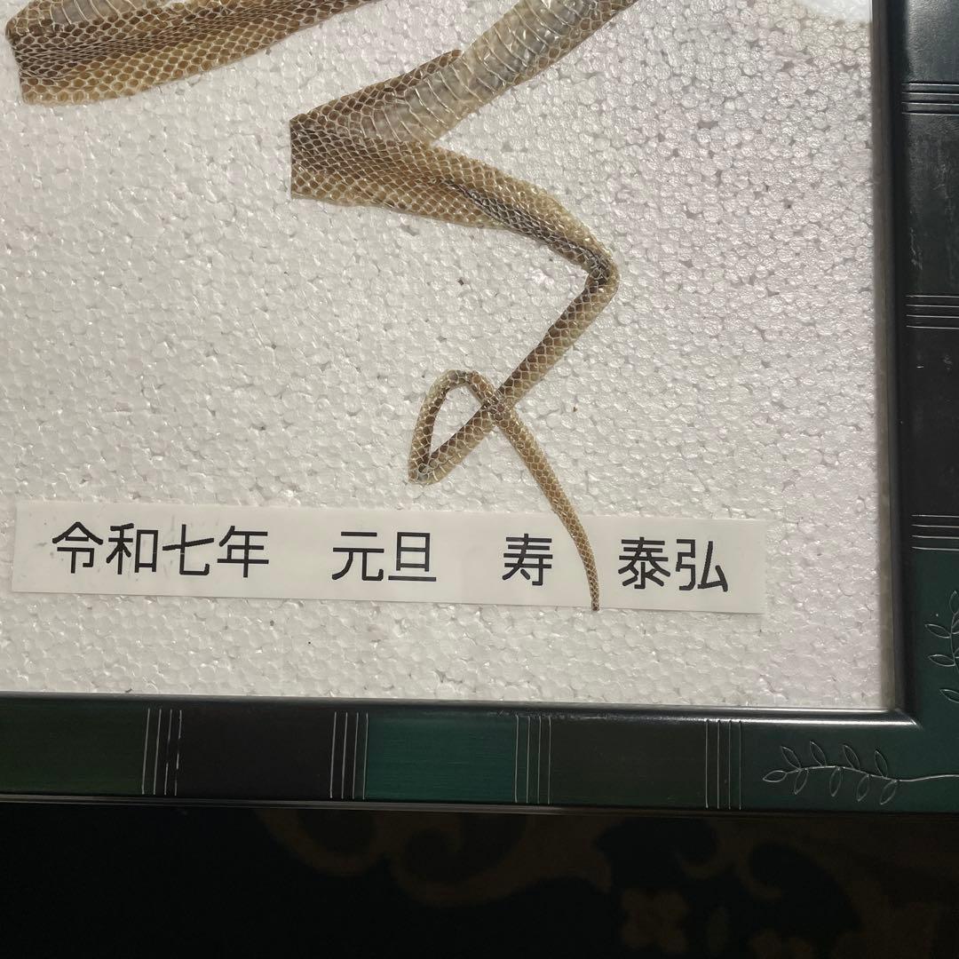 蛇　巳年　シマヘビ全長100cm 抜け殻　破れなし　商売繁盛　寿　運気上昇　金運