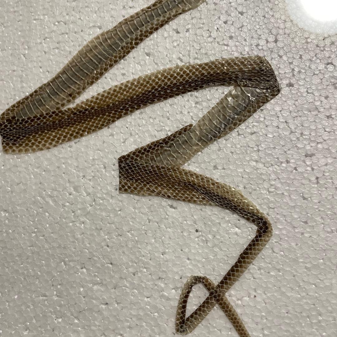 蛇　巳年　シマヘビ全長100cm 抜け殻　破れなし　商売繁盛　寿　運気上昇　金運