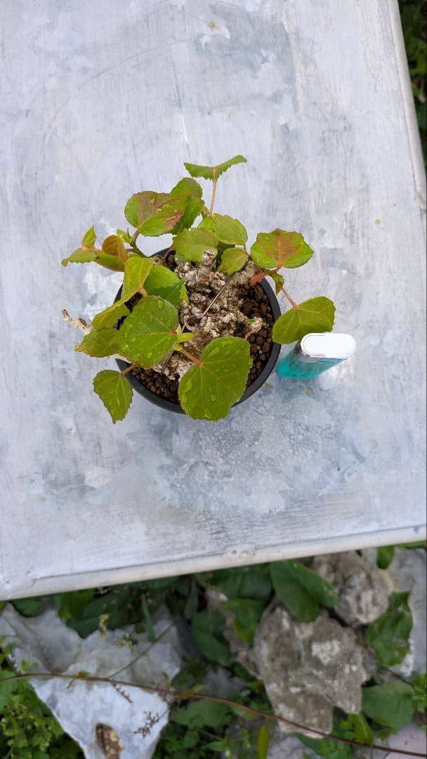 オオハマボウ　小品