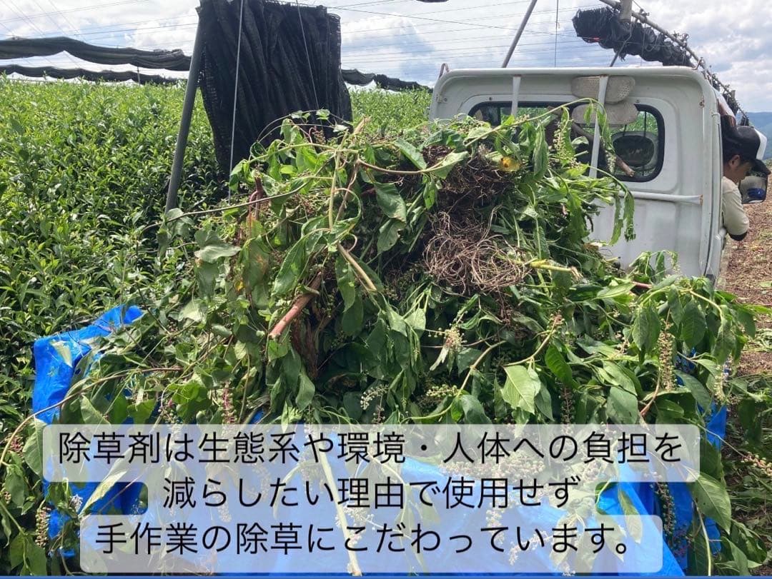 【農薬不使用】パウダー10種類飲み比べセット30本各(3本入り×10種類)