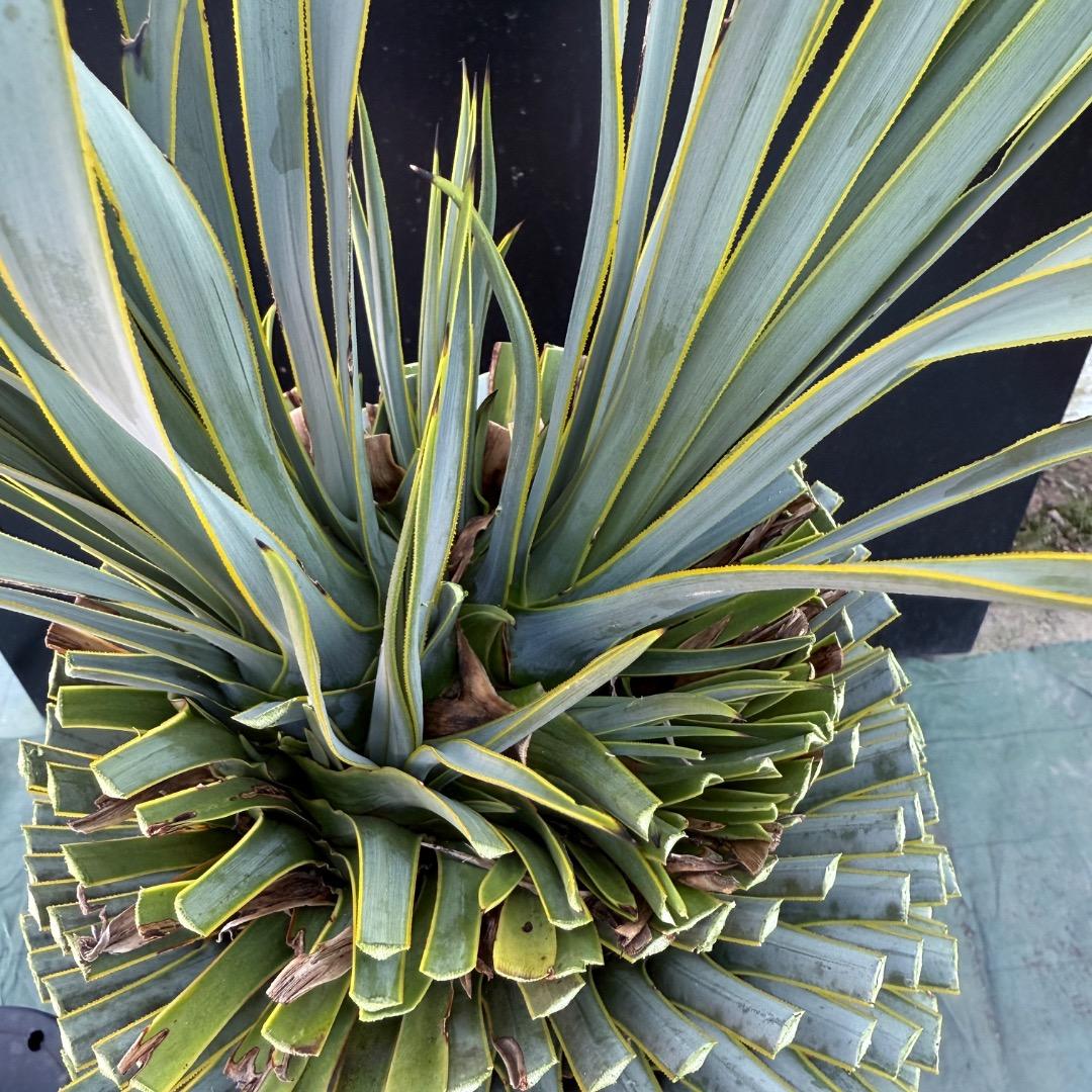 T*k様 【AL1097】超希少　ユッカ　ロストラータ　頂上分頭４ヘッド個体