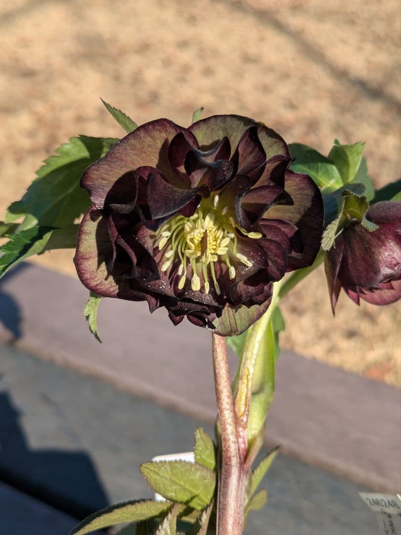 激渋原種系ダークバイカラー【加藤農園】クリスマスローズ　グロッシーカラー☆