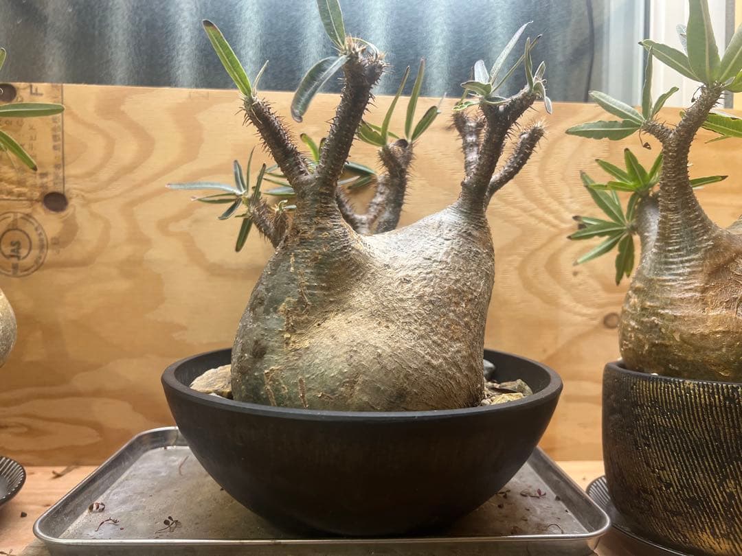 美形 パキポディウム グラキリス③　発根済