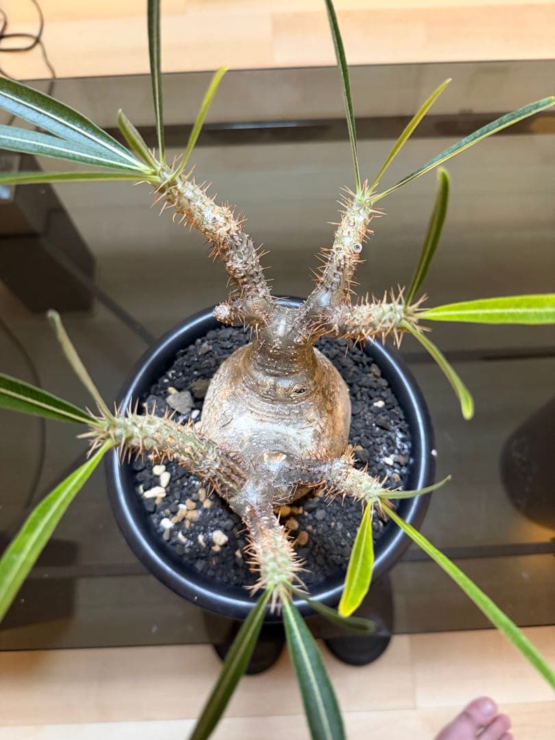 パキポディウムグラキリス　現地球　発根済