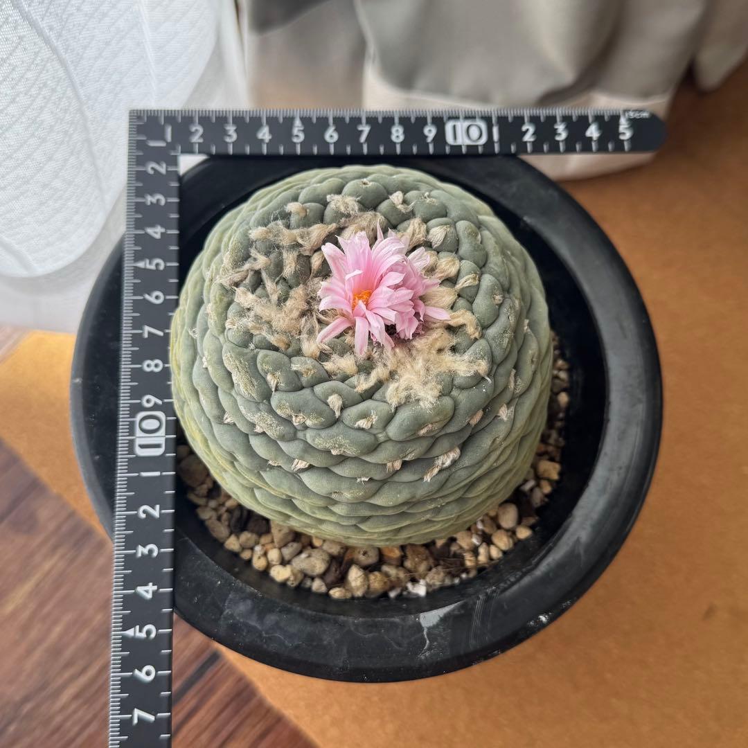 大型株 銀冠玉 Lophophora fricii