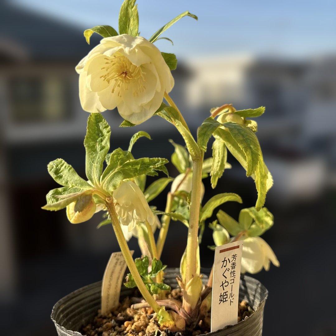 バ*カ様 加藤農園　認定かぐや姫　芳香性ホワイトゴールド開花株　匿名発送　現品