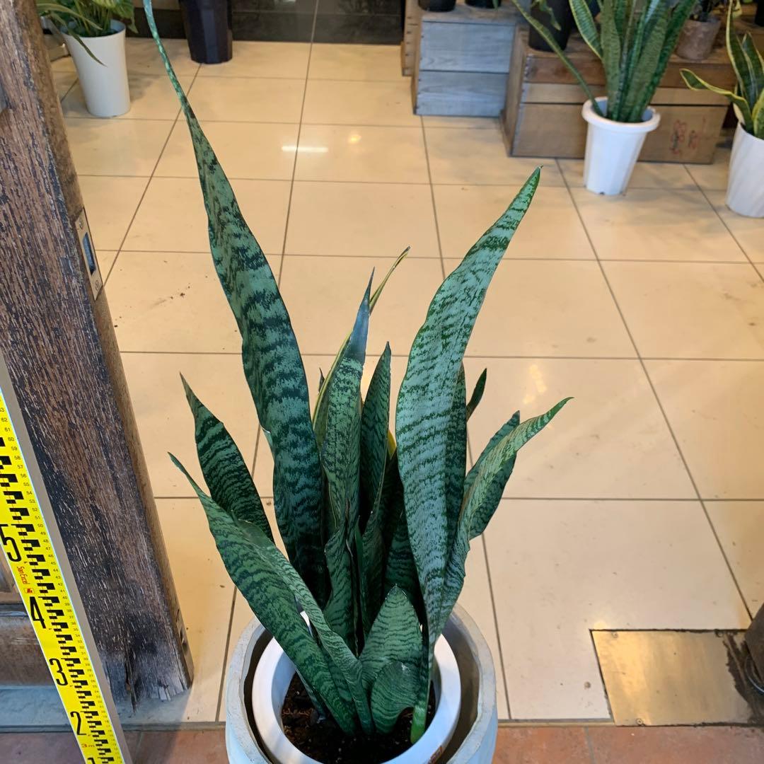 サンスベリア ゼラニカ ファイバー鉢 お皿付