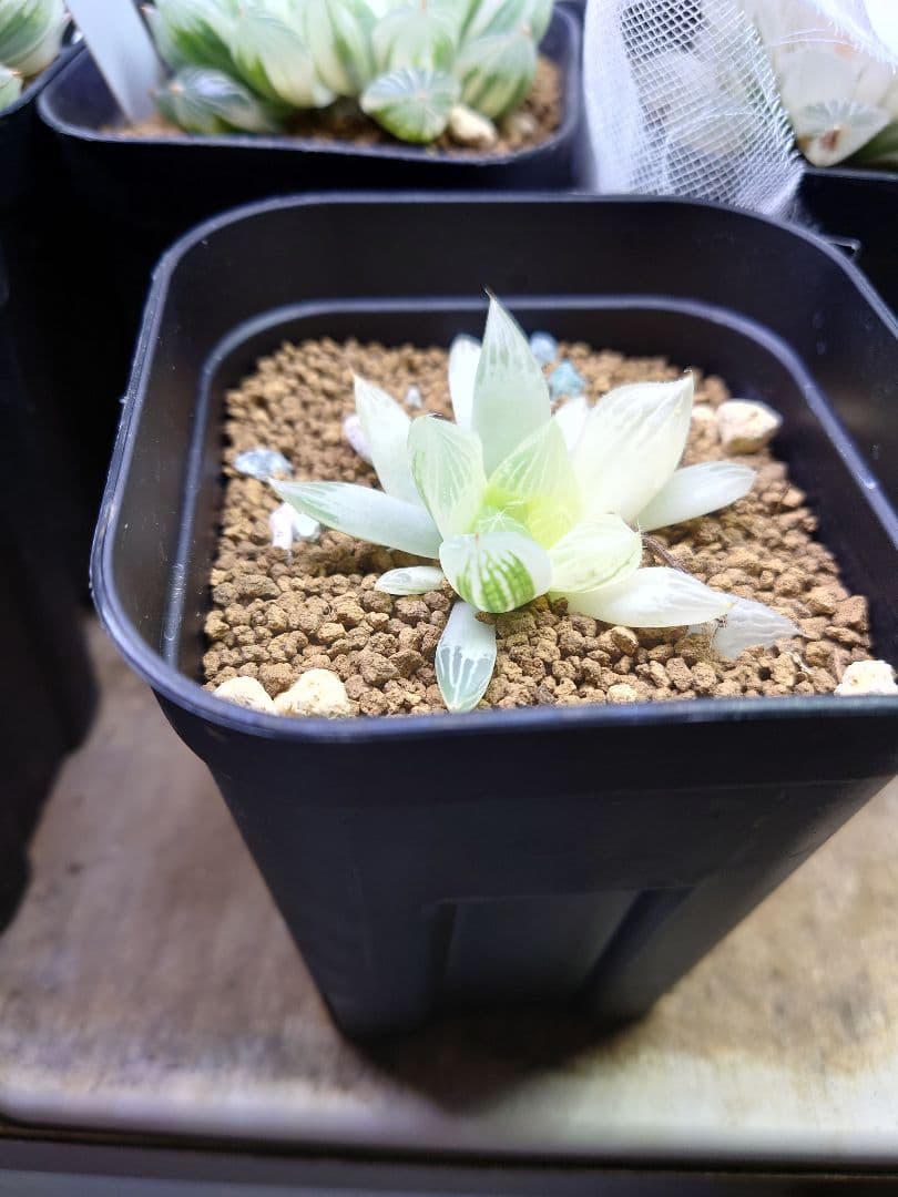 【白蛇伝】カキコ株！発根済み