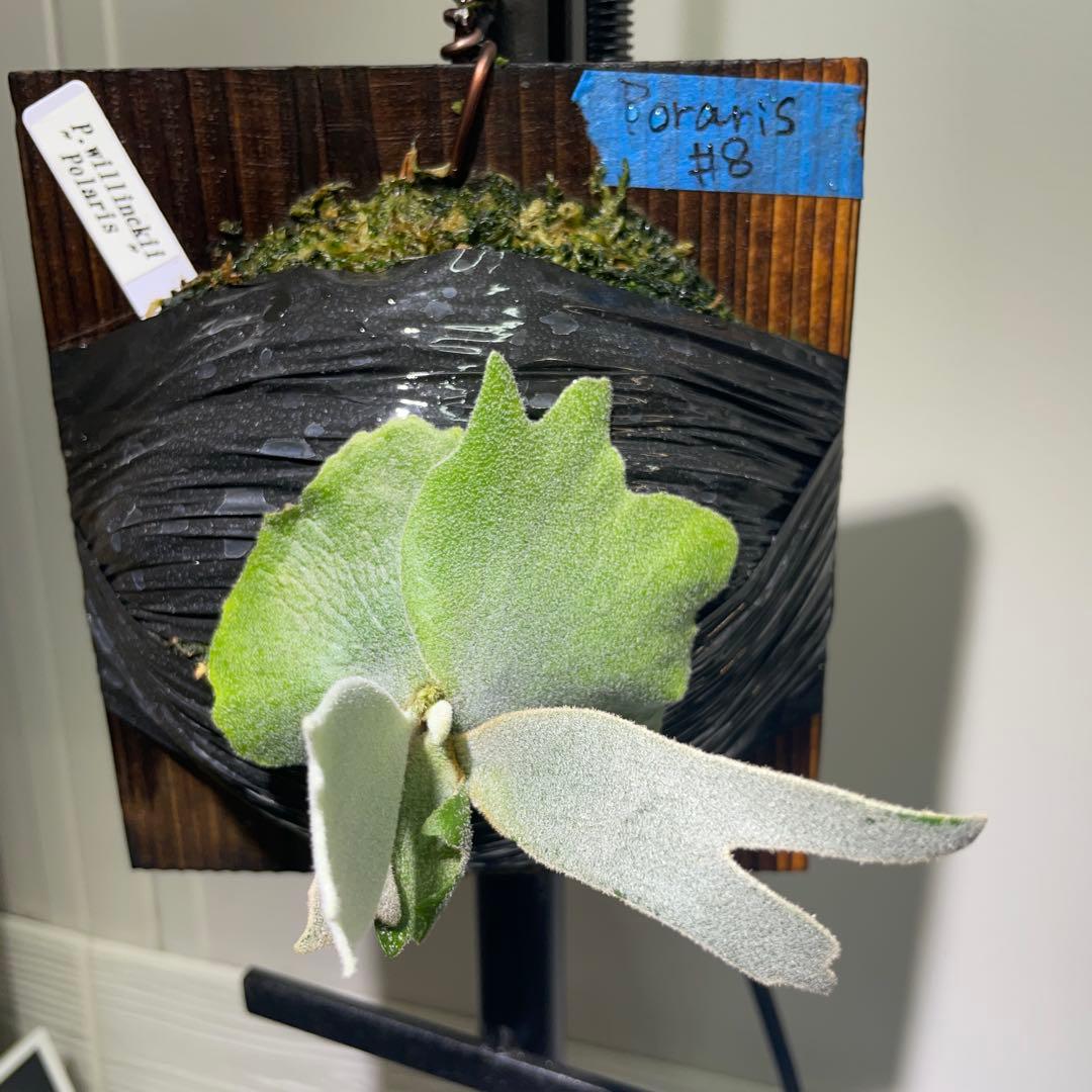 4*5様 ビカクシダ P.willinckii Polaris ポラリス子株#8