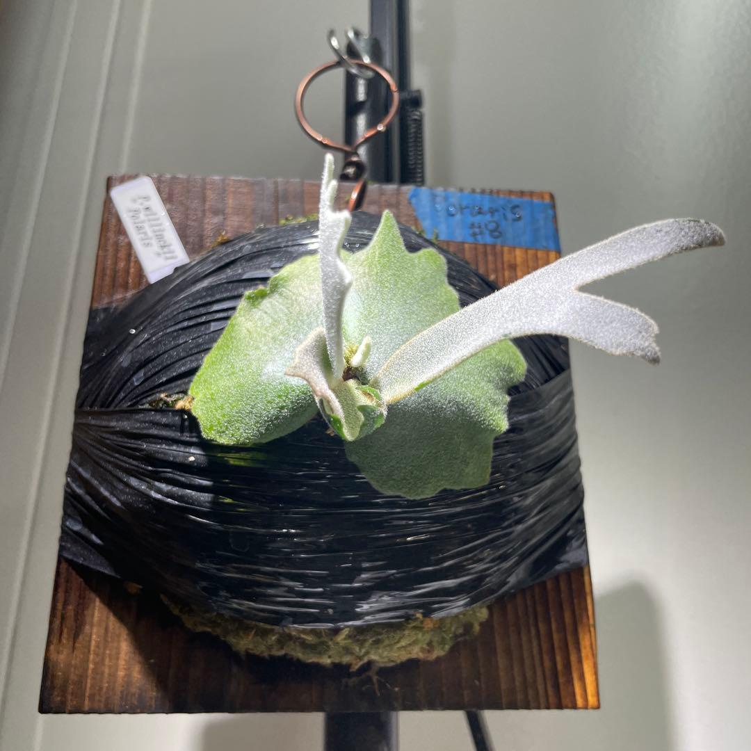 4*5様 ビカクシダ P.willinckii Polaris ポラリス子株#8