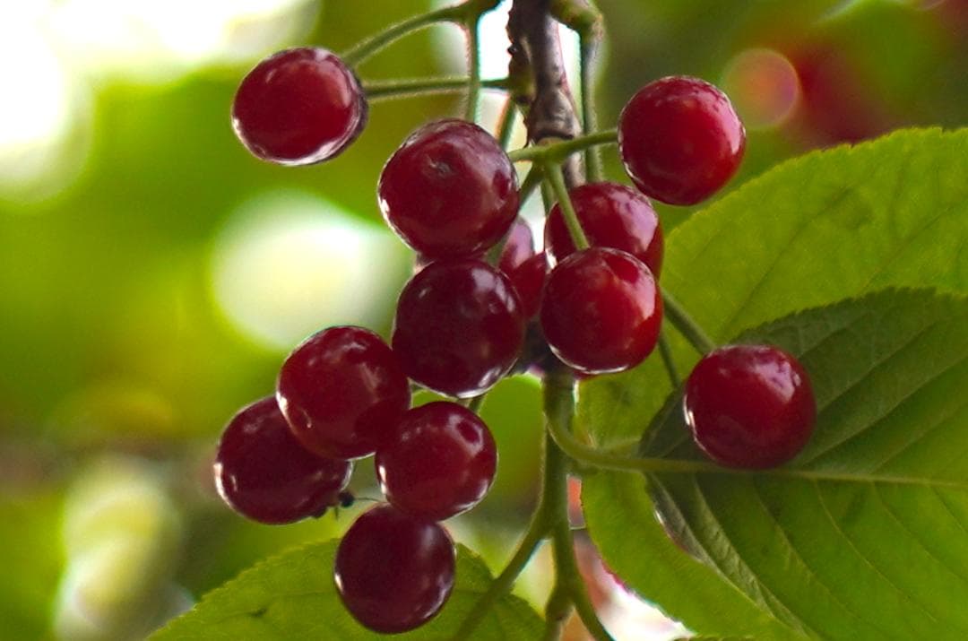 フィルムカメラ Nikon S2 / NIKKOR-S (.C) 50mm F1.4