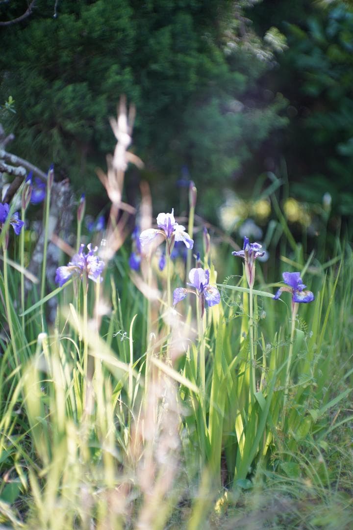 フィルムカメラ Nikon S2 / NIKKOR-S (.C) 50mm F1.4