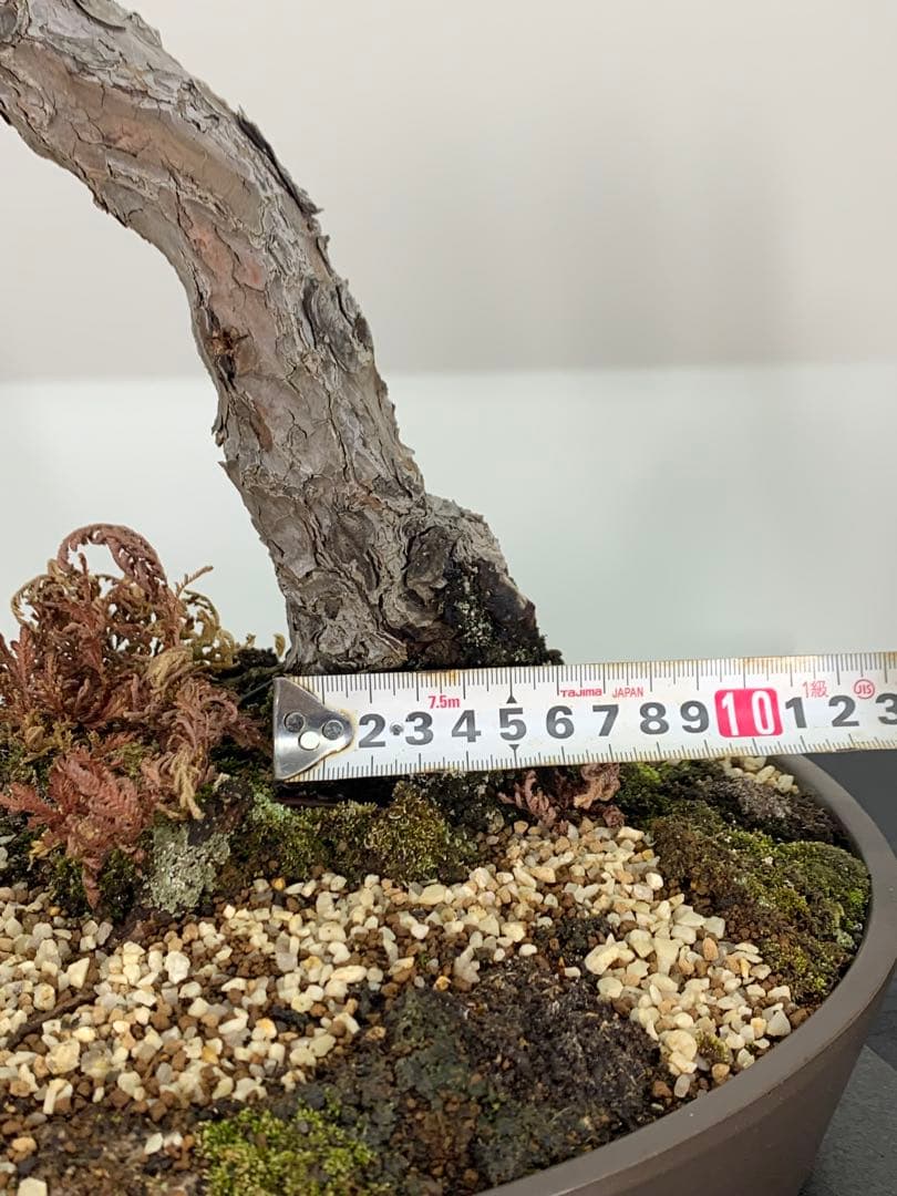 即展示可能　文人那須五葉松　古木（検索/真柏　黒松　赤松　捻転　懸崖　盆栽）
