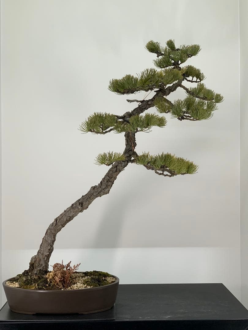 即展示可能　文人那須五葉松　古木（検索/真柏　黒松　赤松　捻転　懸崖　盆栽）