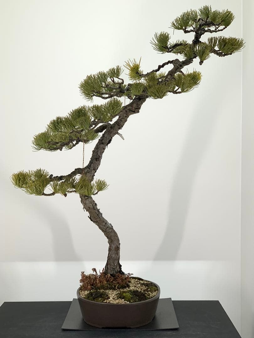 即展示可能　文人那須五葉松　古木（検索/真柏　黒松　赤松　捻転　懸崖　盆栽）