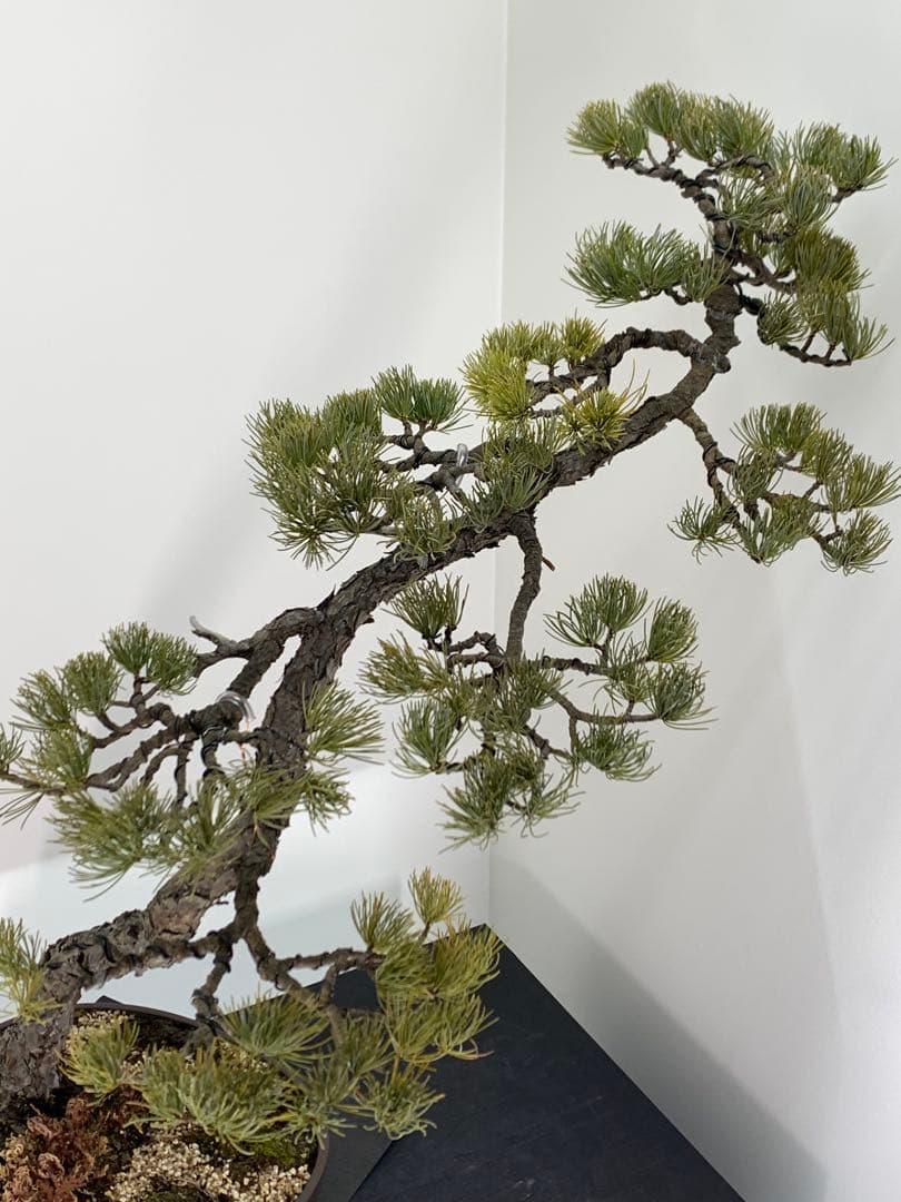 即展示可能　文人那須五葉松　古木（検索/真柏　黒松　赤松　捻転　懸崖　盆栽）