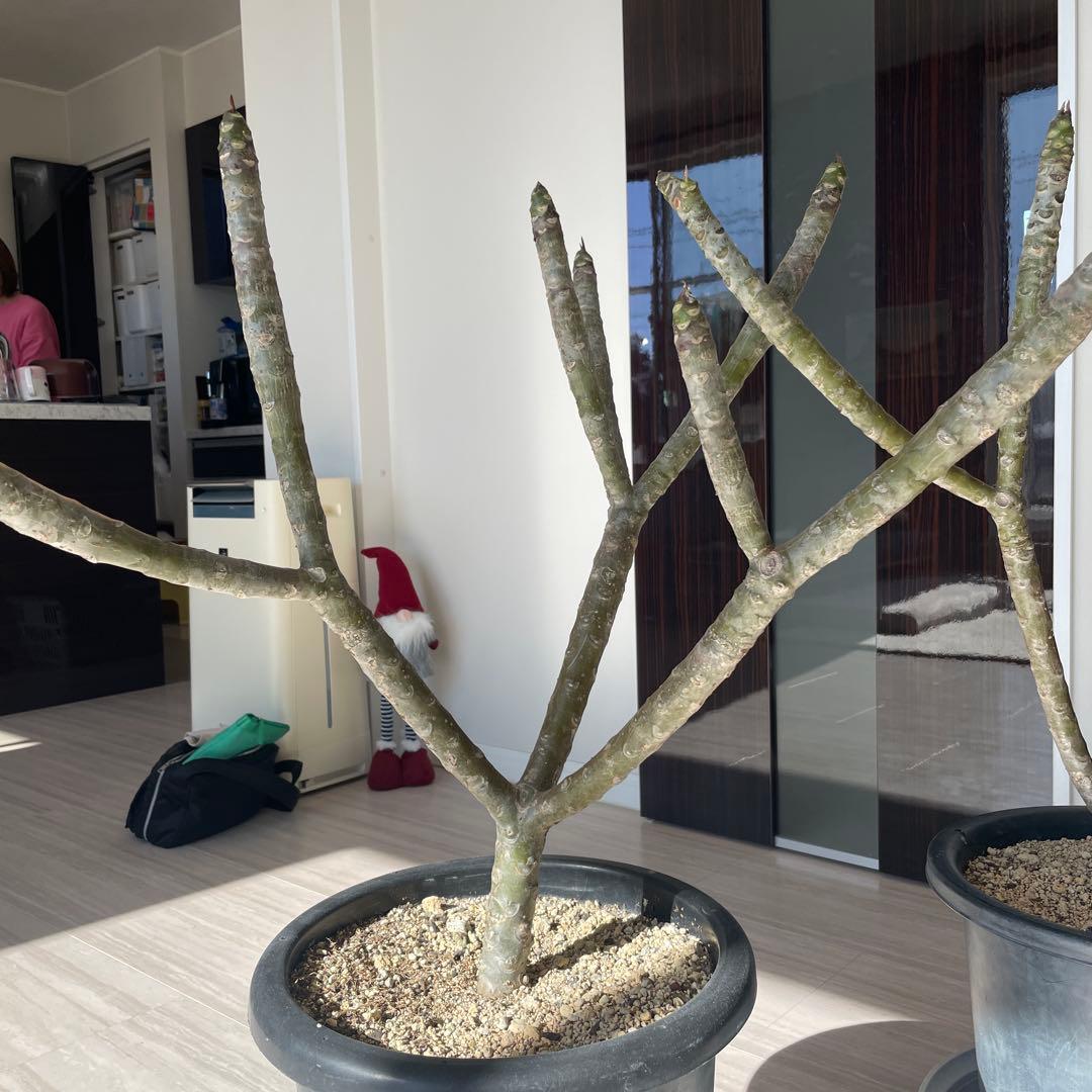 【最終値下げ】プルメリア　中型　2個セット