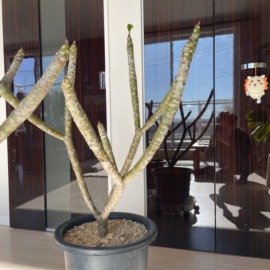 【最終値下げ】プルメリア　中型　2個セット