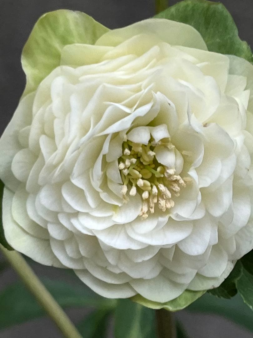 クリスマスローズ　超多弁　ホワイト