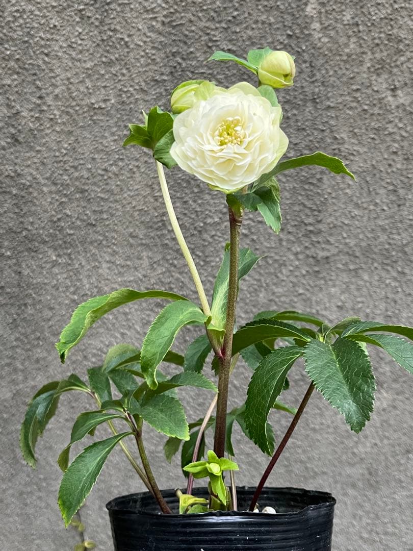 クリスマスローズ　超多弁　ホワイト