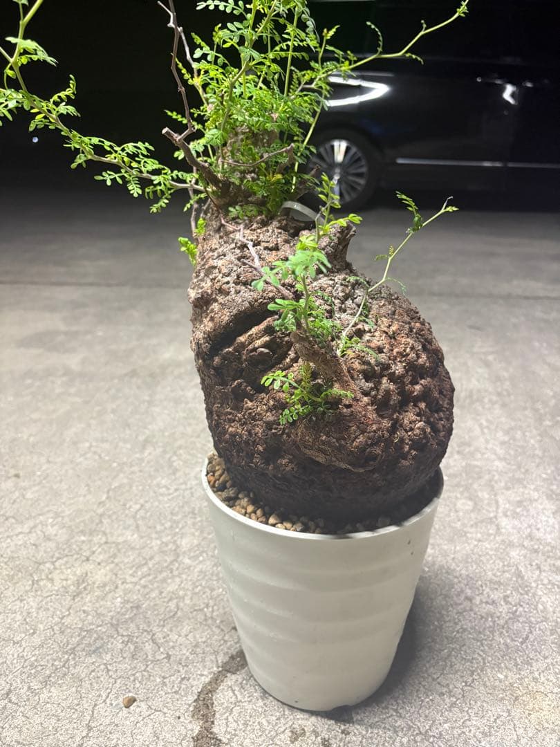 良素材 中株 （パキプス）／極太塊根・荒肌／発根済／将来性◎