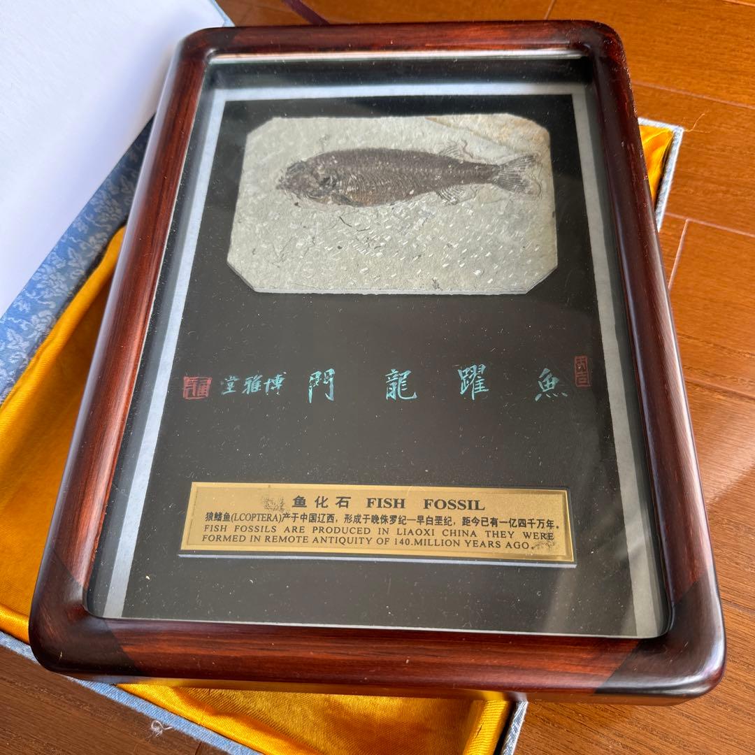 額装　魚の化石（Lophocephalus）約4千万年前 中国産
