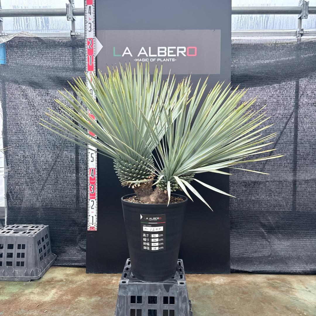 【AL1200】ユッカ　ロストラータ　トリプルヘッド