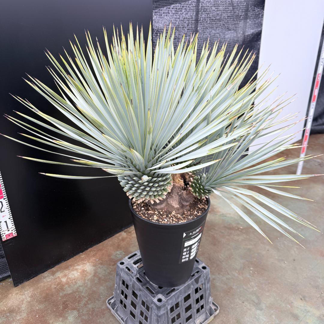 【AL1200】ユッカ　ロストラータ　トリプルヘッド