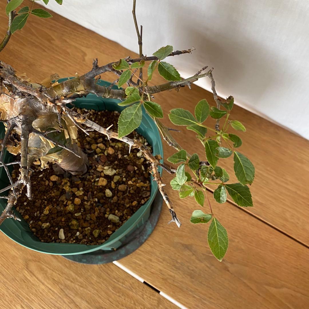 【休眠中】コミフォラ エミニー 7号