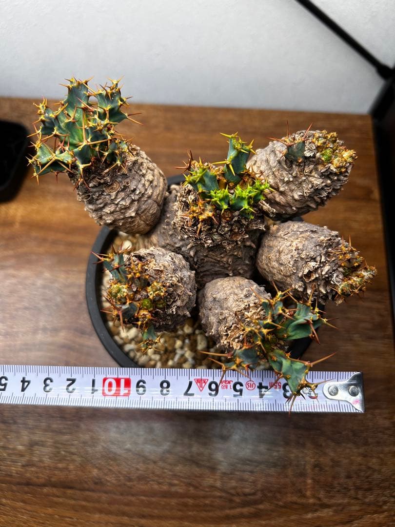 【発根済】ユーフォルビア クラビゲラ