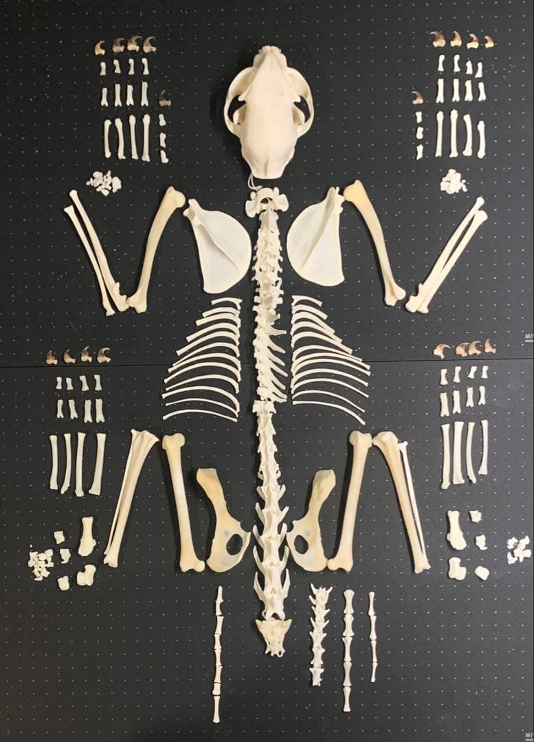 猫 骨格標本 全身 頭骨