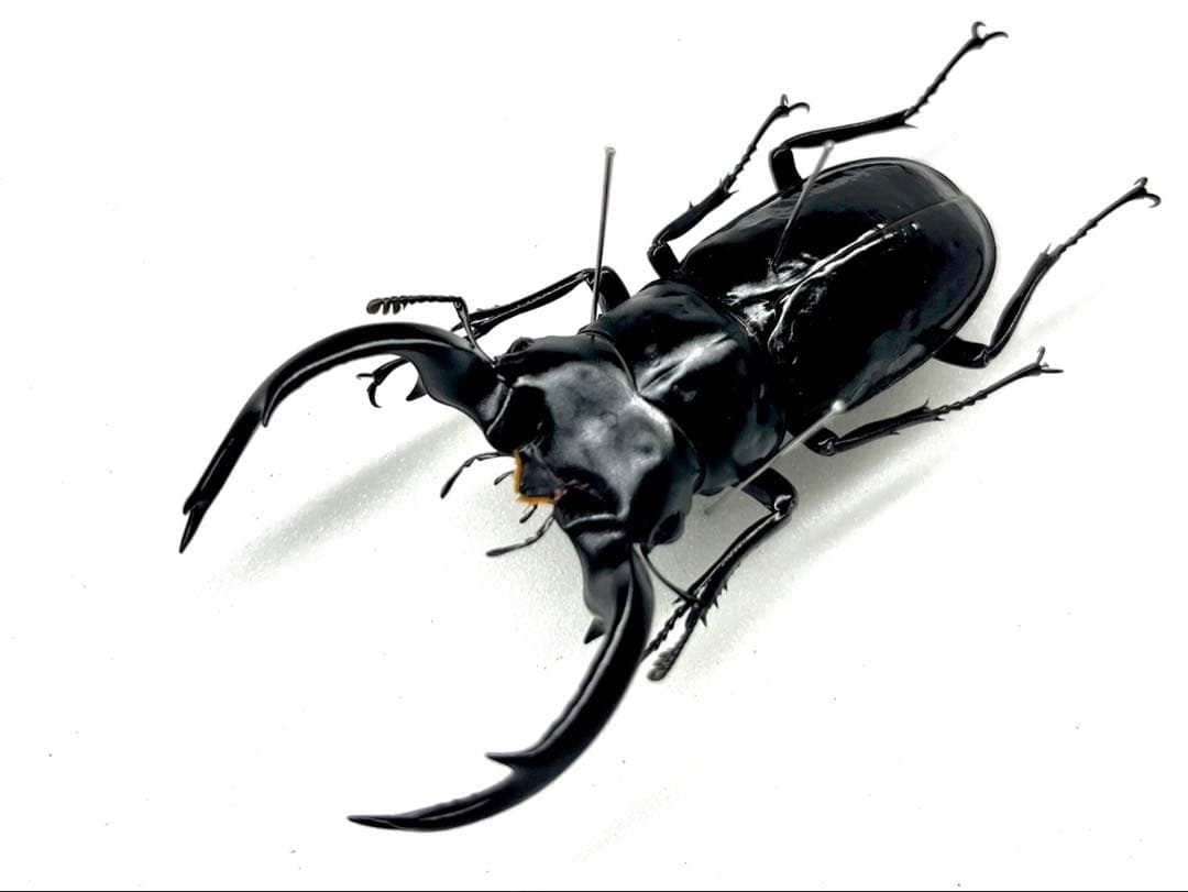 ウエストウッディオオシカクワガタ　ペア　標本