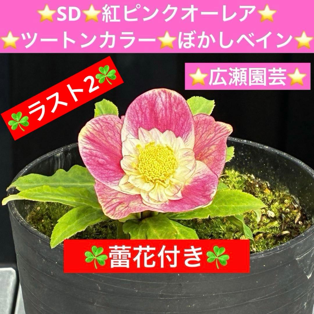 衛*様 3559☘️ラスト2☘️蕾付☘️⭐️SD⭐️紅ピンクオーレア⭐️ツートン