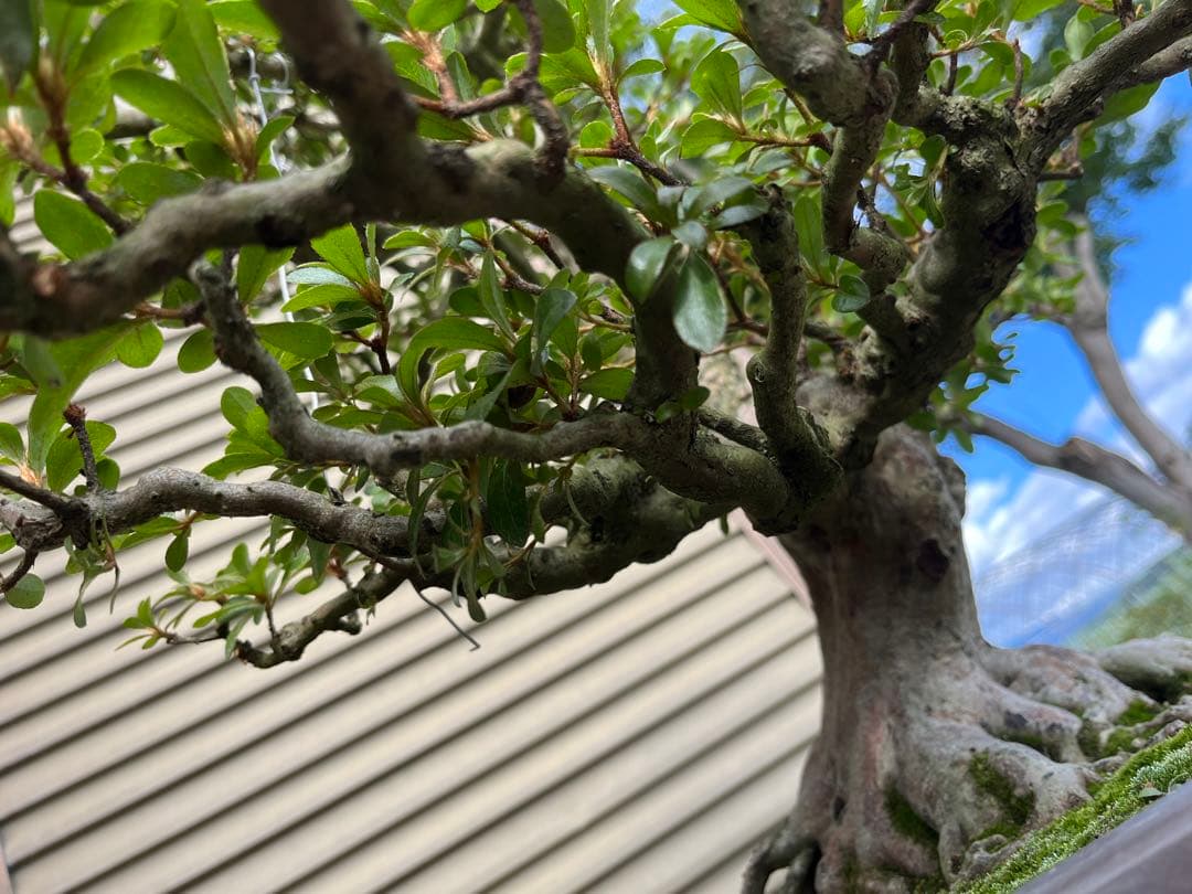 さつき大品盆栽「暁天」