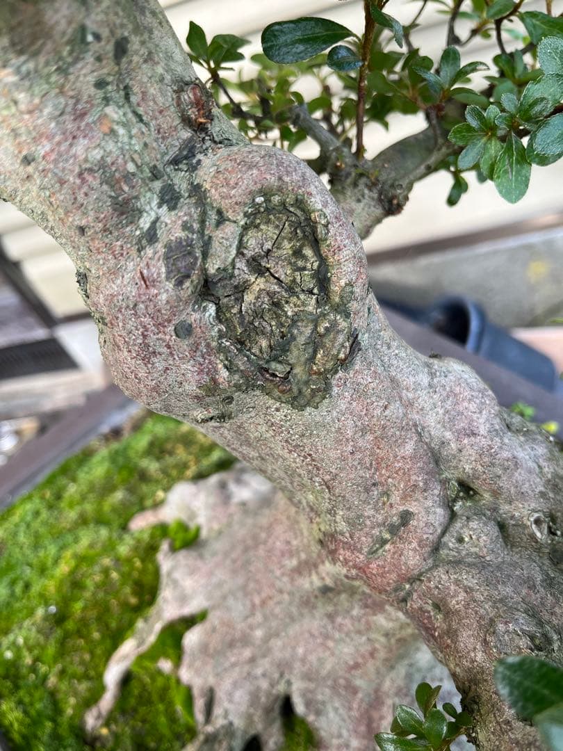 さつき大品盆栽「暁天」