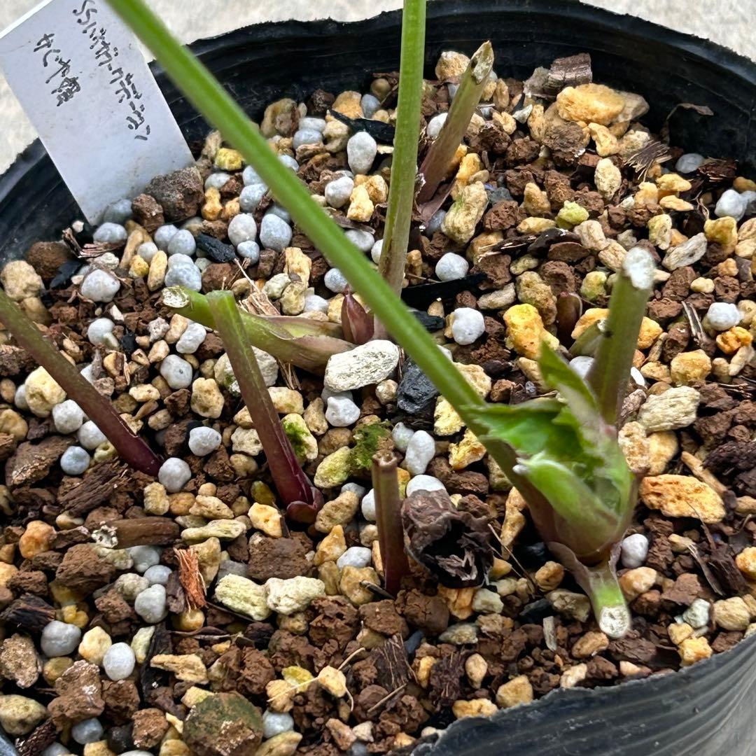 クリスマスローズ 開花実績株 SSフレグランスグリーニッシュイエロー