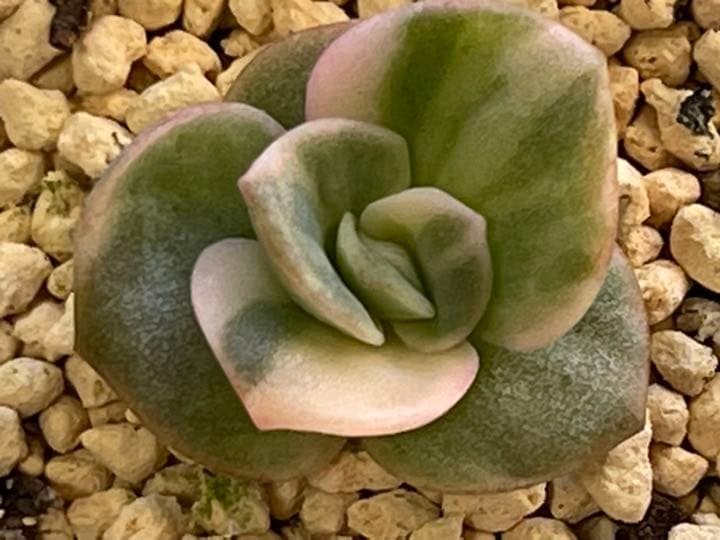 ❤️専用出品❤️ラブリーローズ錦　　　　　　　　　　　　　❤️美しく育ちました♪❤️