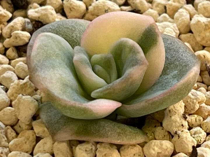 ❤️専用出品❤️ラブリーローズ錦　　　　　　　　　　　　　❤️美しく育ちました♪❤️