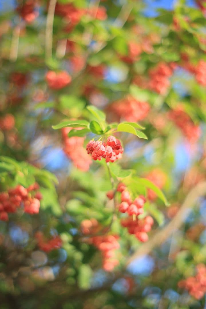 MINOLTA MC ROKKOR-PF 50mm F1.7 【美品】