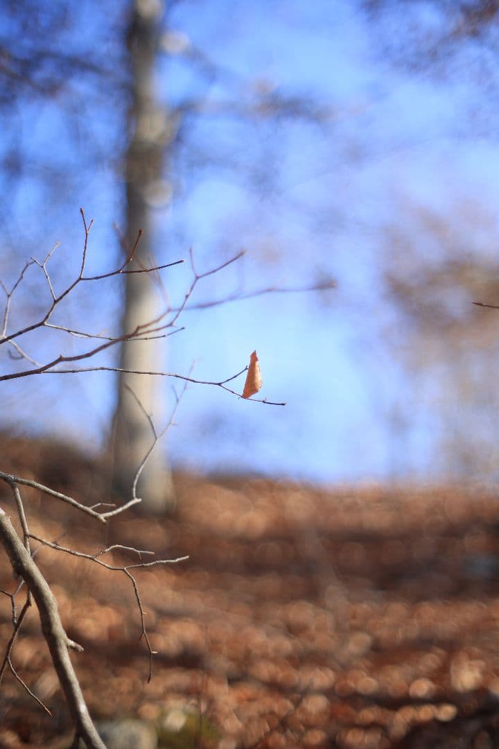 KONICA HEXANON AR 57mm F1.4 後期型 【良品】