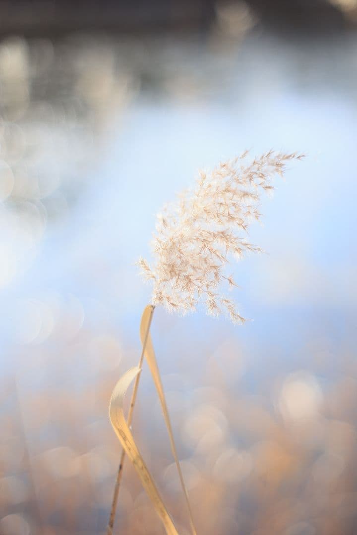 KONICA HEXANON AR 57mm F1.4 後期型 【良品】