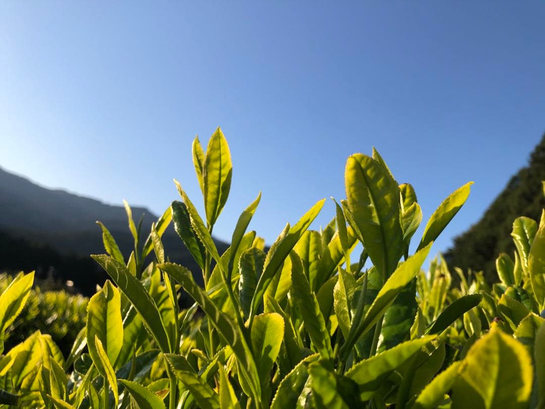 無農薬栽培の川根茶　100g×10袋 健康長寿の川根茶　農家直売　静岡茶