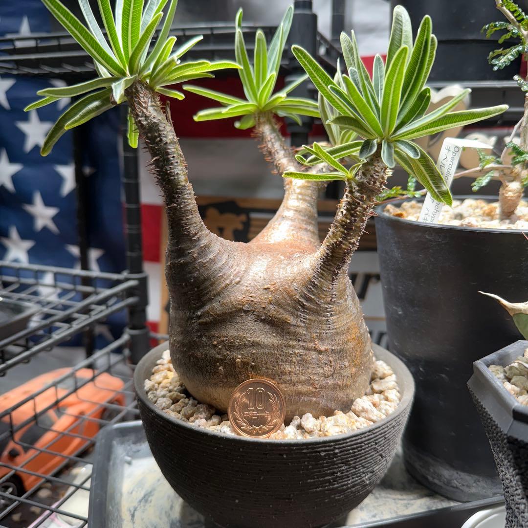 パキポディウム　グラキリス　現地株