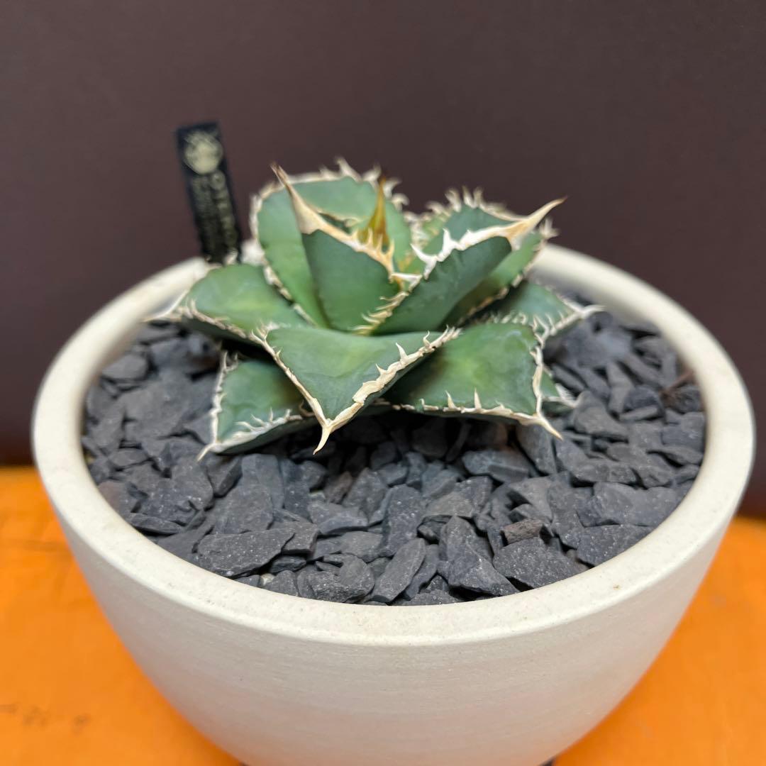 【細棘】アガベ　oteroi（オテロイ）実生選抜株　鉢ごとメルカリ便発送