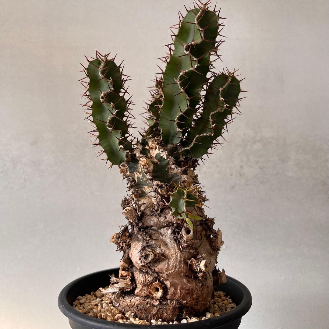 ユーフォルビアムランジーナ　現地球　Euphorbia mlanjeana ②