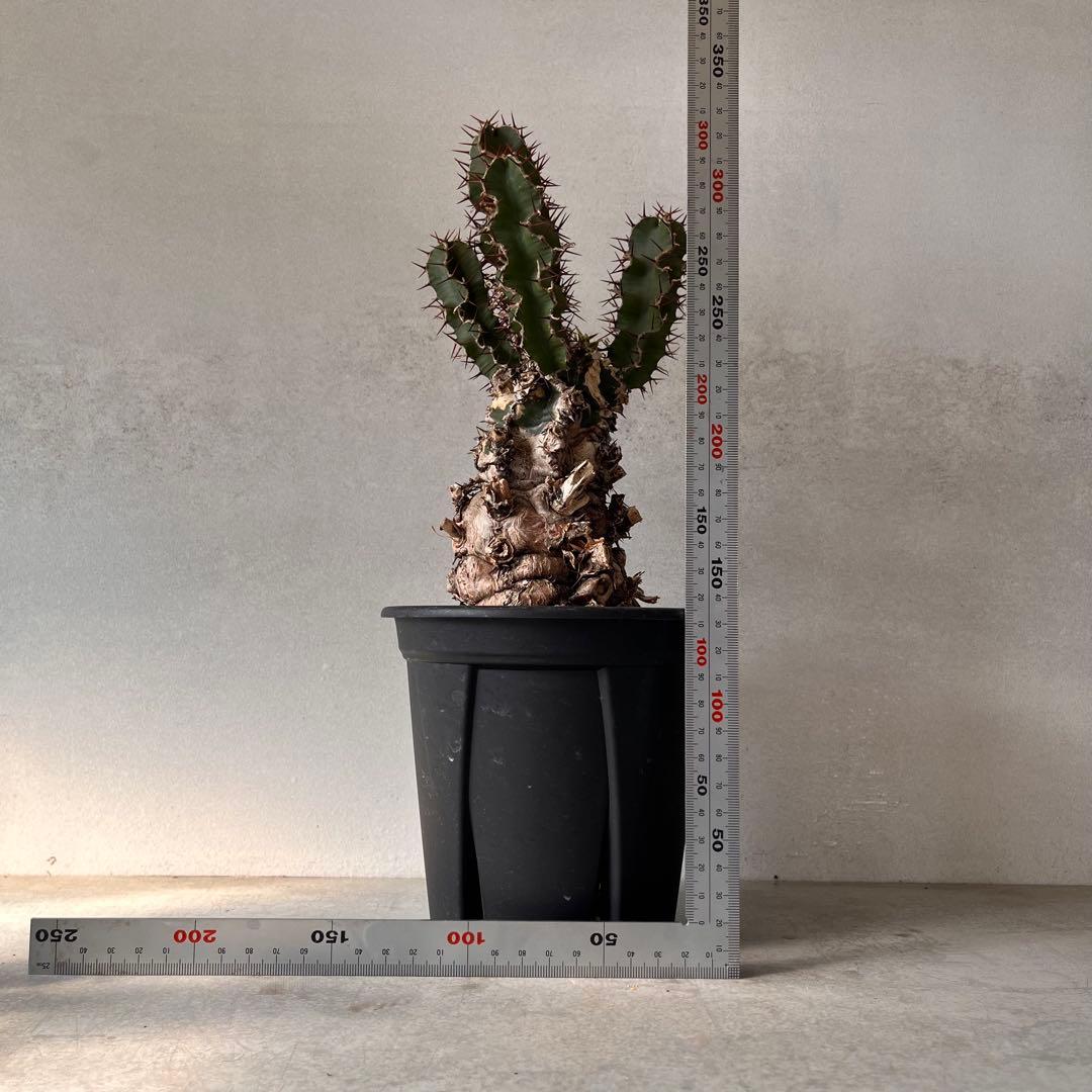 ユーフォルビアムランジーナ　現地球　Euphorbia mlanjeana ②