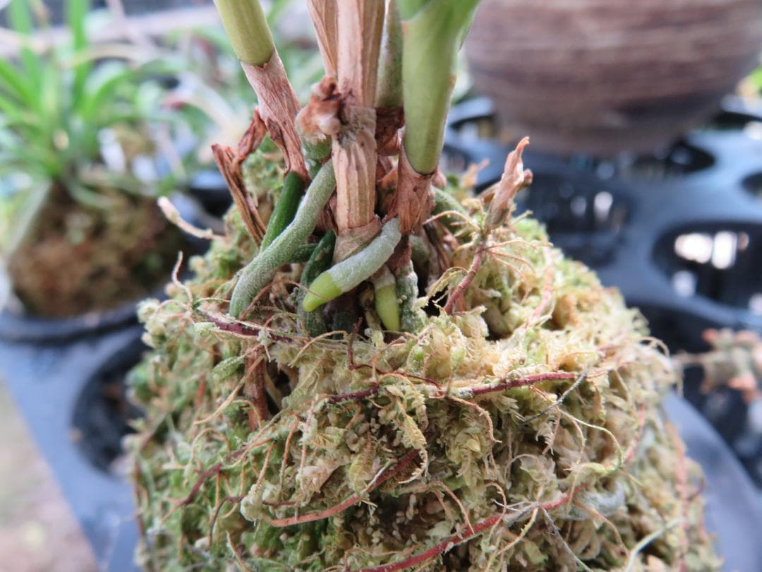 ボウラン（白翠）